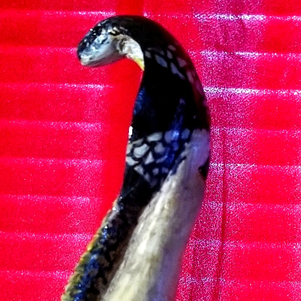 Custom Walking sticks and Canes